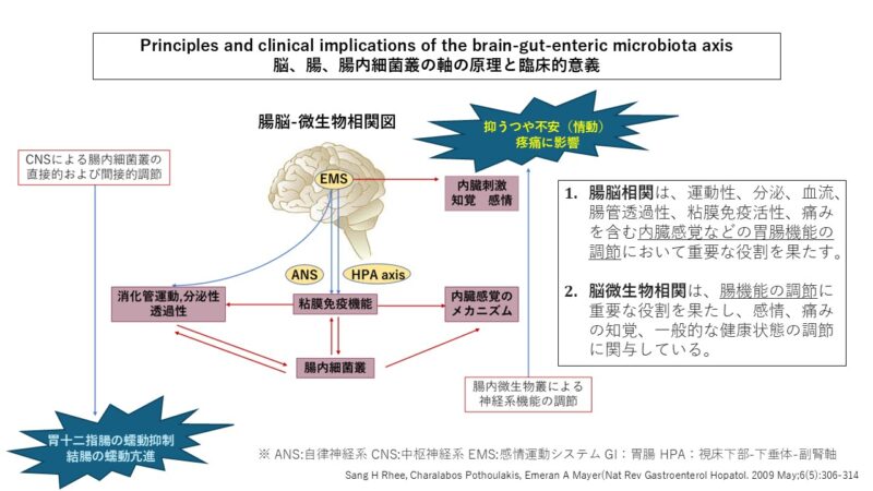 腸と脳はつながっている?「腸脳相関」とプロバイオティクスの深い関係のアイキャッチ画像
